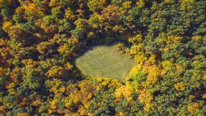 La forêt de Hoia Baciu, entre légendes et apparitions d'OVNI