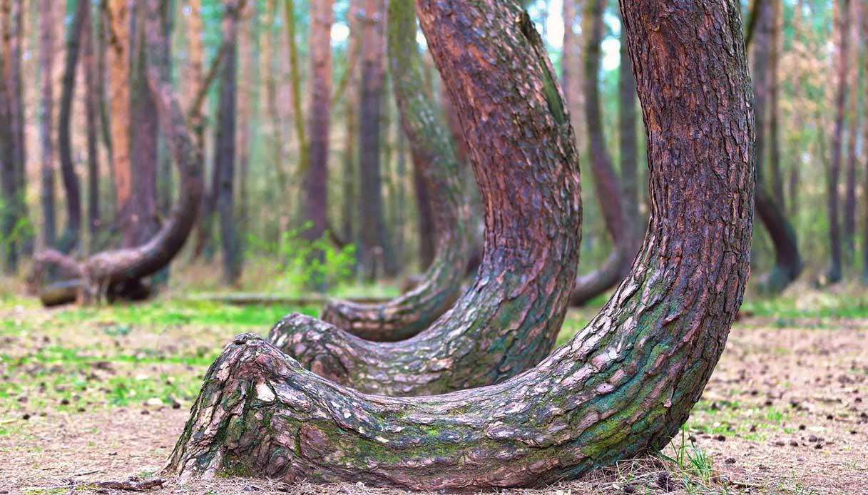 Incantée et mystérieuse : la forêt tordue de Pologne est unique